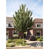 ACER CAMPESTRE kont 35 / 08-10 / štandard - Javor POĽNÝ