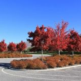 ACER FREEMANII JEFFERSON RED - Javor FREMANII JEFFERSON RED