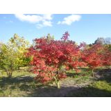 ACER JAPONICUM ACONITIFOLIUM kont 11 - Javor JAPONSKÝ ACONTIFOLIUM