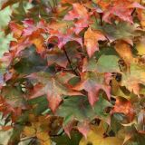 ACER PALMATUM AMPLE SURPRISE - Javor DLAŇOVITOLISTÝ AMPLE SURPRISE