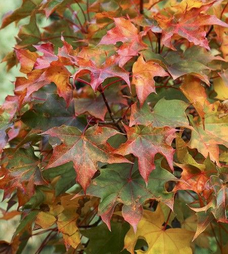 ACER PALMATUM AMPLE SURPRISE