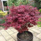 ACER PALMATUM ATROPURPUREUM - Javor DLAŇOVITOLISTÝ ATROPURPUREUM