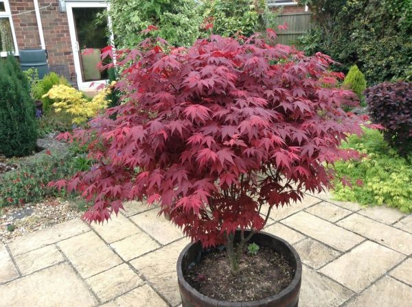 Acer Palmatum Atropurpureum - Javor Dlaňovitolistý Atropurpureum