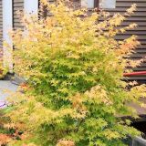 ACER PALMATUM BI-HOO - Javor DLAŇOVITOLISTÝ BI-HOO