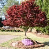 ACER PALMATUM BLOODGOOD - Javor DLAŇOVITOLISTÝ BLOODGOOD