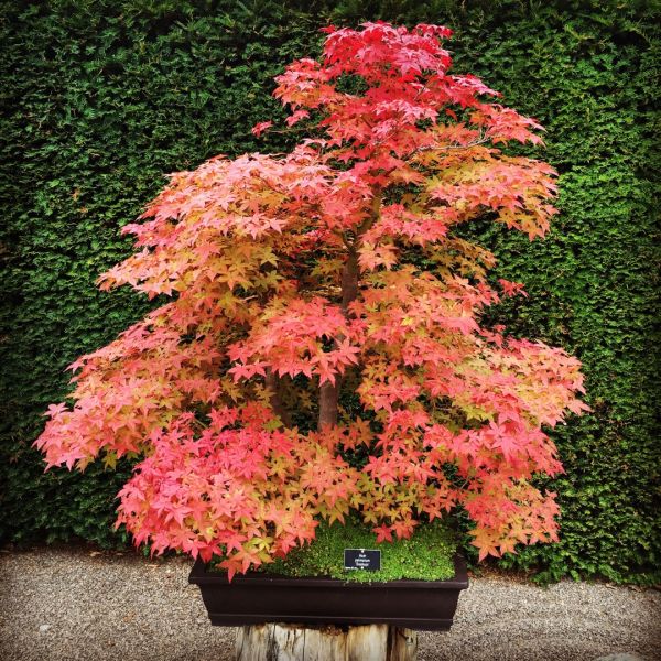 Acer Palmatum Deshojo - Javor Dlaňovitolistý Deshojo