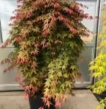 ACER PALMATUM DISSECTUM CASCADE RUBY - Javor DLAŇOVITOLISTÝ DISSECTUM CASCADE RUBY