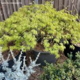 ACER PALMATUM DISSECTUM FLAVESCENS - Javor DLAŇOVITOLISTÝ DISSECTUM FLAVESCENS