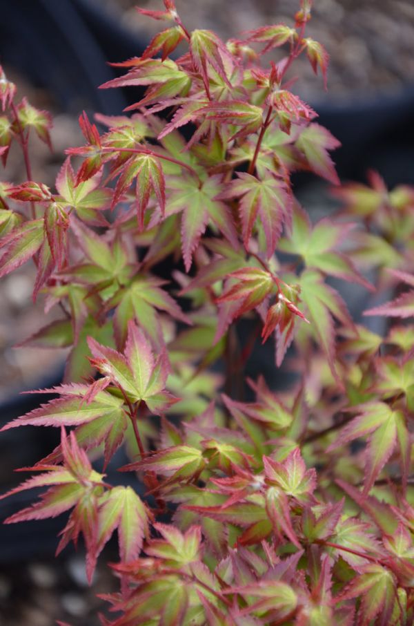 Acer Palmatum Kiyohime - Javor Dlaňovitolistý Kiyohime