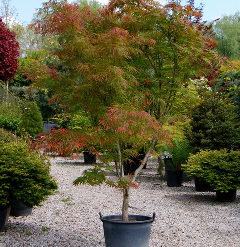 ACER PALMATUM LINEAR RED PYGMY