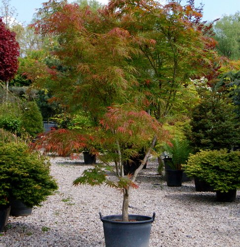 ACER PALMATUM RED PYGMY kont / 10-15