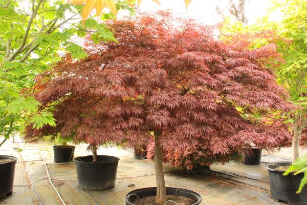 Acer Palmatum Lionheart - Javor Dlaňovitolistý Lionheart