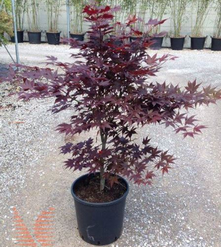 ACER PALMATUM RED FLASH kont 45 / 120-140