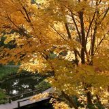 ACER PALMATUM SANGOKAKU - Javor DLAŇOVITOLISTÝ SANGOKAKU