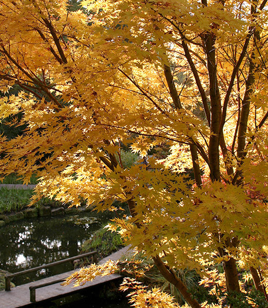 ACER PALMATUM SANGOKAKU - Javor DLAŇOVITOLISTÝ SANGOKAKU