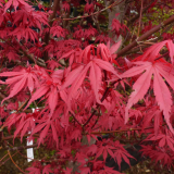 ACER PALMATUM SKEETER´S BOOM - Javor DLAŇOVITOLISTÝ SKEETER´S BOOM