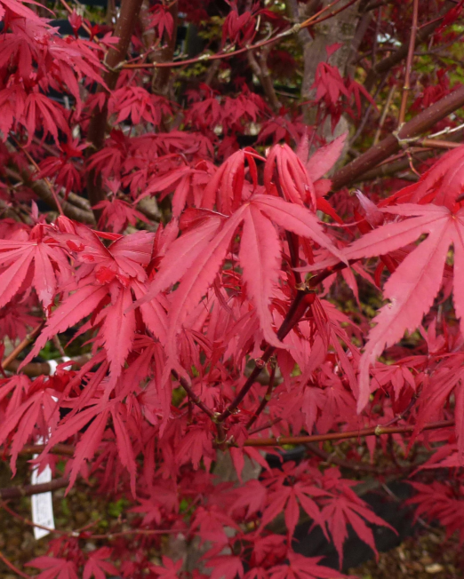 ACER PALMATUM SKEETER´S BOOM - Javor DLAŇOVITOLISTÝ SKEETER´S BOOM