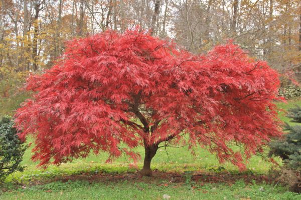 Acer Palmatum (Druhy) - Javor Dlaňovitolistý