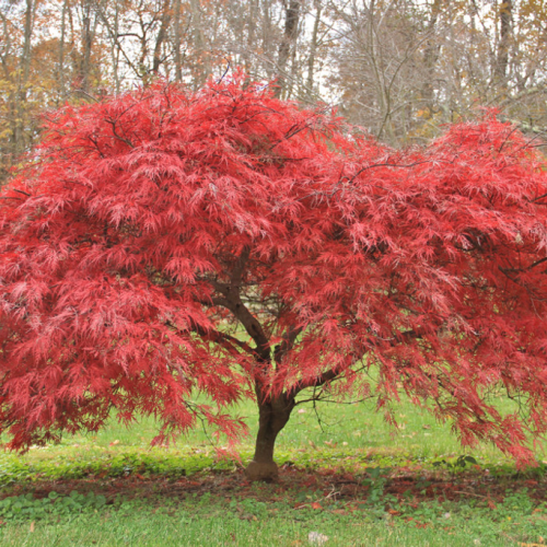 ACER PALMATUM (druhy)