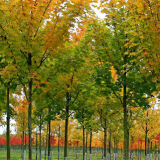 ACER PLATANOIDES CLEVELAND kont / 12-14 / štandard - Javor MLIEČNY CLEVELAND