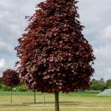 ACER PLATANOIDES CRIMSON SENTRY - Javor MLIEČNY CRIMSON SENTRY