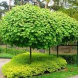 ACER PLATANOIDES GLOBOSUM - Javor MLIEČNY GLOBOSUM