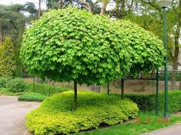 ACER PLATANOIDES GLOBOSUM