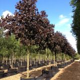 ACER PLATANOIDES ROYAL RED - Javor MLIEČNY ROYAL RED