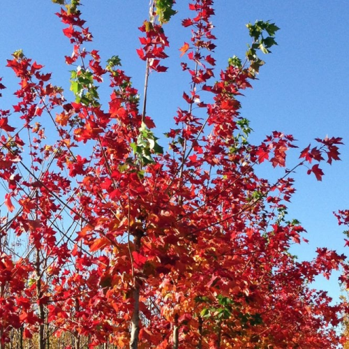 ACER PLATANOIDES SUNSET RED