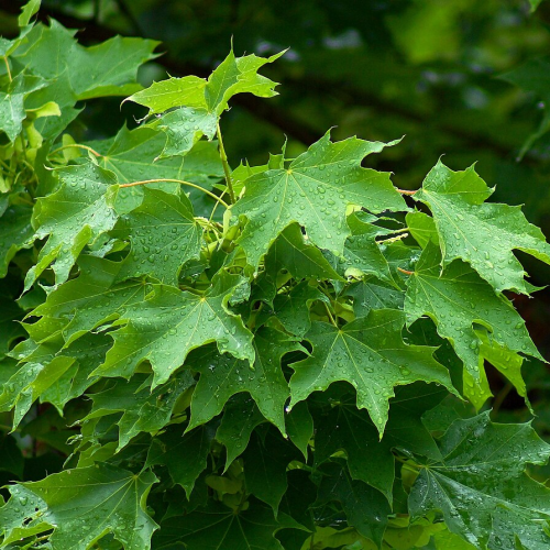 ACER PLATANOIDES kont / 10-12 / štandard