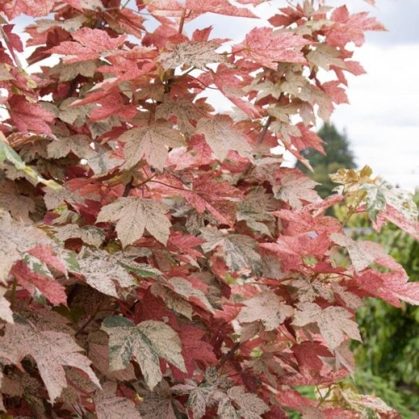 Acer Pseudoplatanus Esk Sunset - Javor Horský Esk Sunset