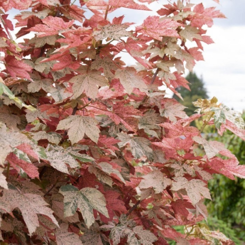 ACER PSEUDOPLATANUS ESK SUNSET