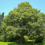 ACER PSEUDOPLATANUS kont / 10-12 / štandard - Javor HORSKÝ