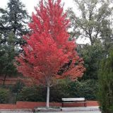 ACER RUBRUM RED SUNSET kont 25 / 08-10 / štandard - Javor ČERVENÝ RED SUNSET