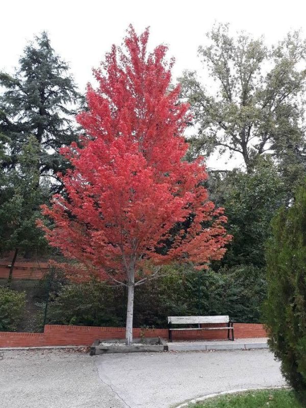 Acer Rubrum Red Sunset Kont 25 / 08-10 / Štandard - Javor Červený Red Sunset