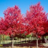 ACER RUBRUM FAIRVIEW FLAME kont 40 / 10-12 / štandard - Javor ČERVENÝ FAIRVIEW FLAME