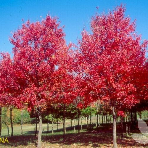 ACER RUBRUM FAIRVIEW FLAME kont 40 / 10-12 / štandard