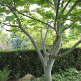 ACER RUFINERVE kont 10 / 100-150 - Javor RUFINERVE