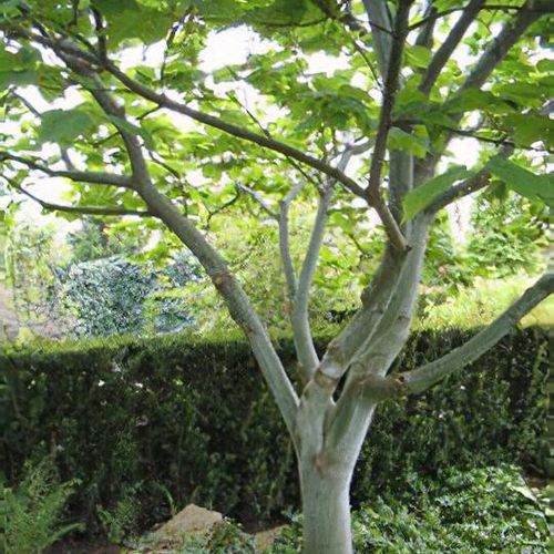 ACER RUFINERVE kont 10 / 100-150