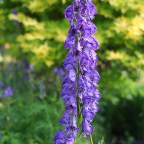 ACONITUM (druhy) kont P13