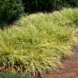 ACORUS OGON kont 5 - Puškvorec trávolistý OGON