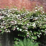 ACTINIDIA KOLOMIKTA - Aktinídia KOLOMIKTA