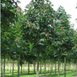 AESCULUS CARNEA BRIOTII kont / 150-200 - Pagaštan CARNEA BRIOTI