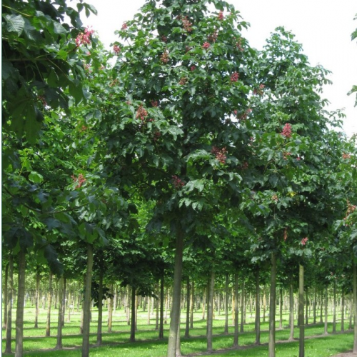 AESCULUS CARNEA BRIOTII kont / 150-200