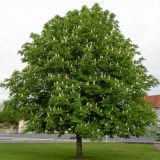 AESCULUS HIPPOCASTANUM SCHUCH kont / 150-175 - Pagaštan KONSKÝ SCHUCH