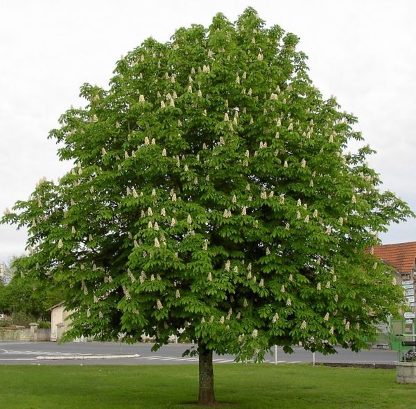 Aesculus Hippocastanum Schuch Kont / 150-175 - Pagaštan Konský Schuch