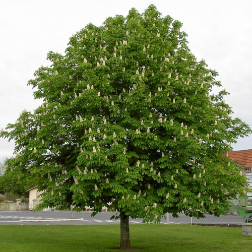 AESCULUS HIPPOCASTANUM SCHUCH kont / 150-175