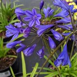 AGAPANTHUS BRILLIANT BLUE kont 5 / 40+ - Kalokvet BRILLIANT BLUE