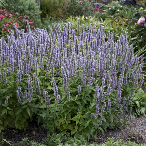 AGASTACHE (druhy) kont P13