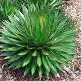 AGAVE FILIFERA kont 25 - Agáve FILIFERA